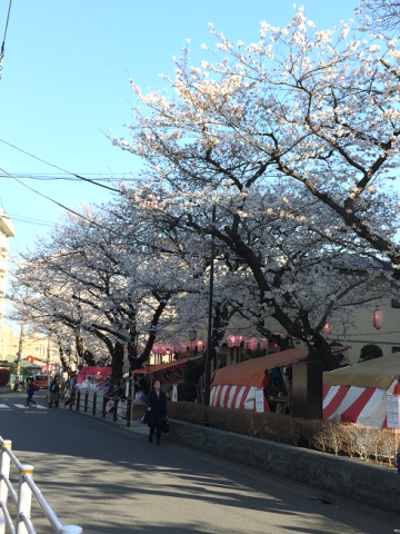 今年も馬込文士村桜まつりは中止です(/_;)