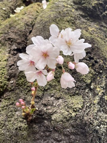 令和4年度の桜を撮ってきました！